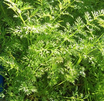 Dill Weed Organic Essential Oil 2